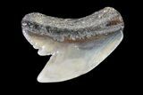 Colorful Fossil Tiger Shark (Galeocerdo) Tooth - Virginia #71138-1